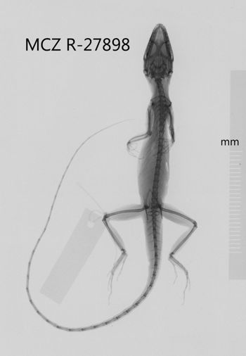 Media type: image;   Herpetology R-27898 Aspect: dorsoventral x-ray